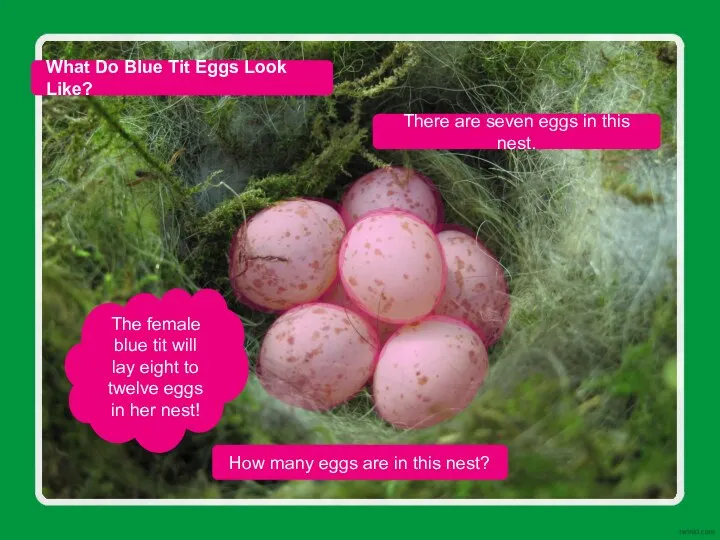 There are seven eggs in this nest. What Do Blue Tit Eggs