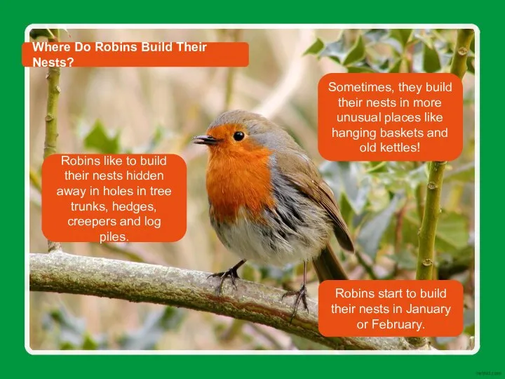 Robins like to build their nests hidden away in holes in tree