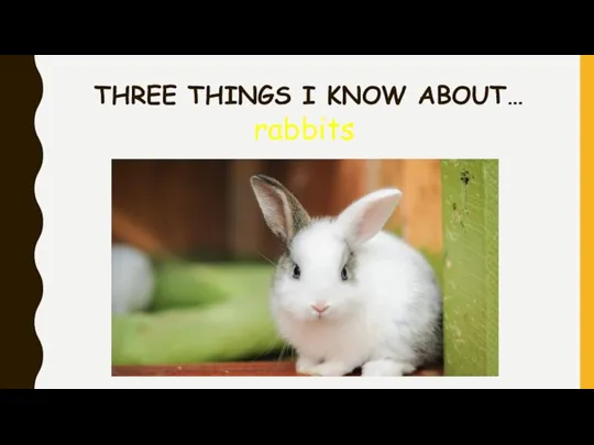 THREE THINGS I KNOW ABOUT… rabbits