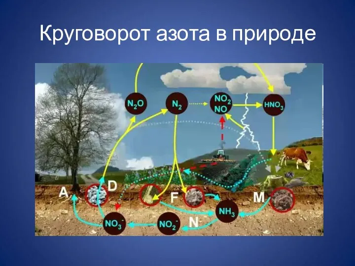 Круговорот азота в природе