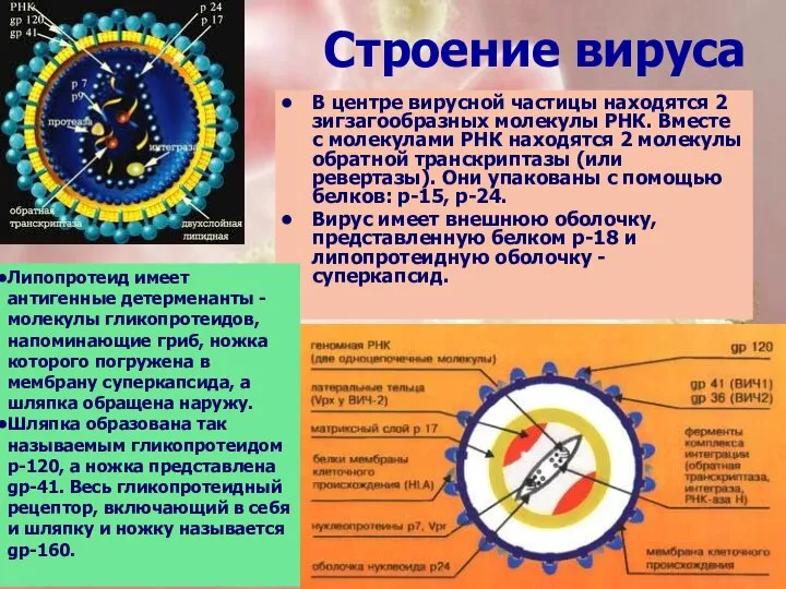 Строение вируса В центре вирусной частицы находятся 2 зигзагообразных молекулы РНК. Вместе