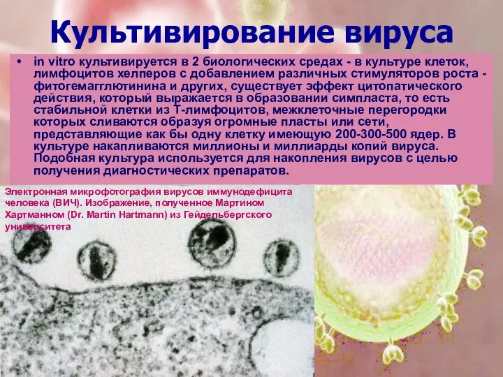 Культивирование вируса in vitro культивируется в 2 биологических средах - в культуре