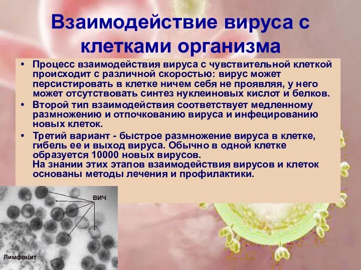 Взаимодействие вируса с клетками организма Процесс взаимодействия вируса с чувствительной клеткой происходит