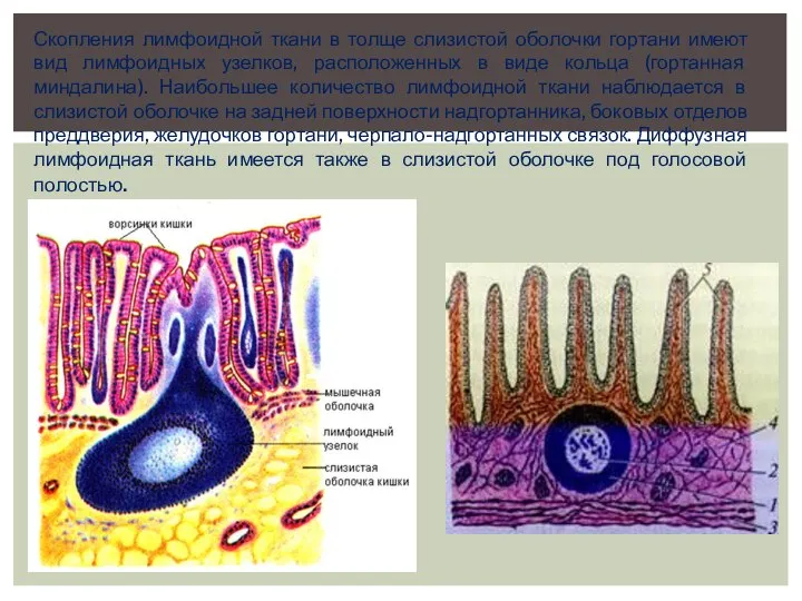 Скопления лимфоидной ткани в толще слизистой оболочки гортани имеют вид лимфоидных узелков,