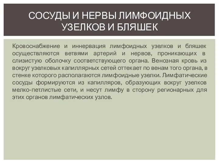 Кровоснабжение и иннервация лимфоидных узелков и бляшек осуществляются ветвями артерий и нервов,