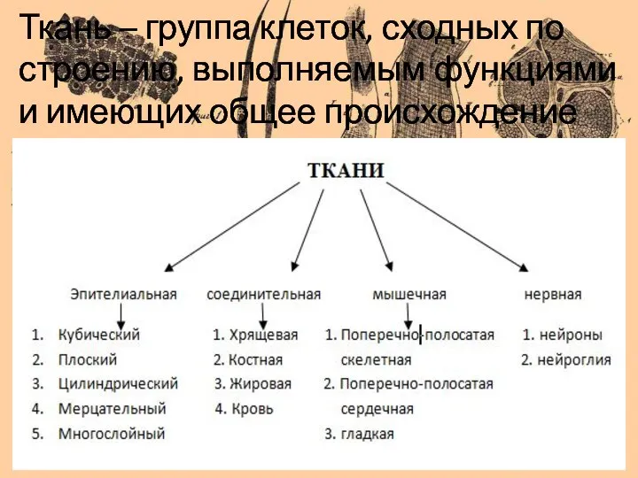 Ткань – группа клеток, сходных по строению, выполняемым функциями и имеющих общее происхождение