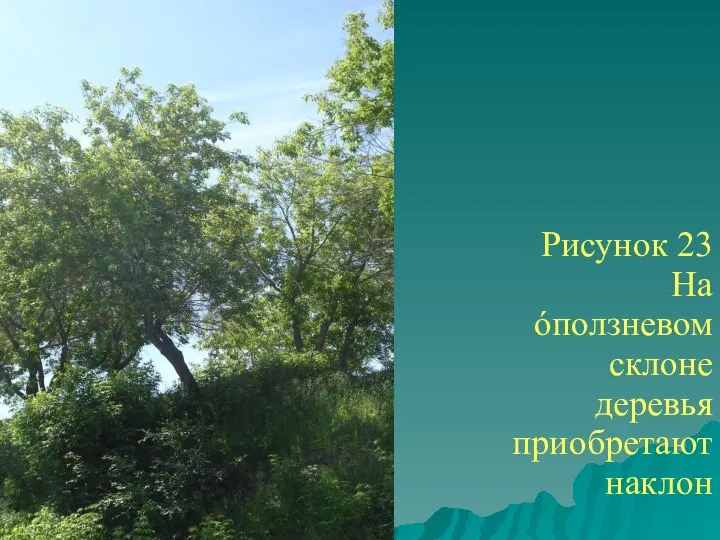 Рисунок 23 На óползневом склоне деревья приобретают наклон