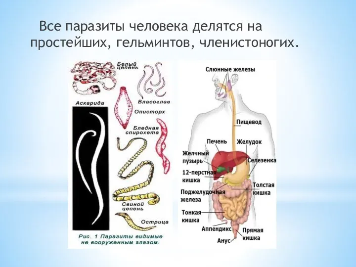 Все паразиты человека делятся на простейших, гельминтов, членистоногих.