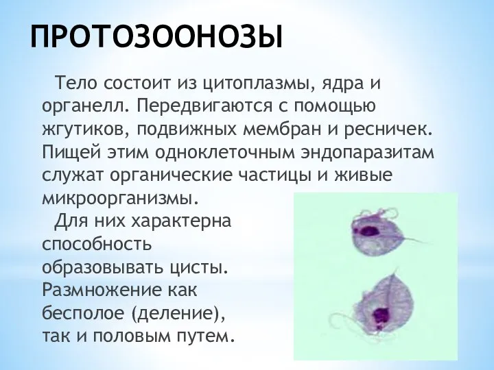 ПРОТОЗООНОЗЫ Тело состоит из цитоплазмы, ядра и органелл. Передвигаются с помощью жгутиков,