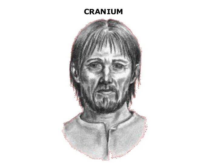 CRANIUM