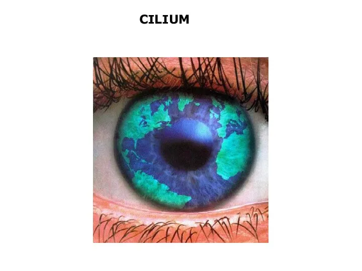 CILIUM