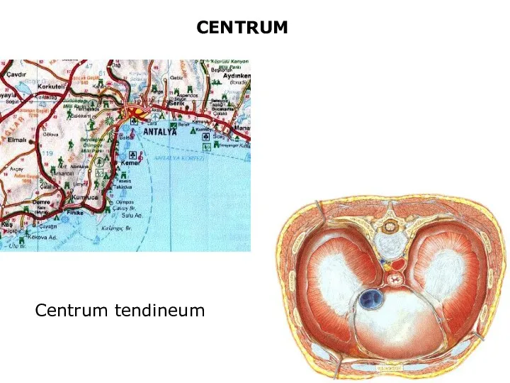 CENTRUM Centrum tendineum