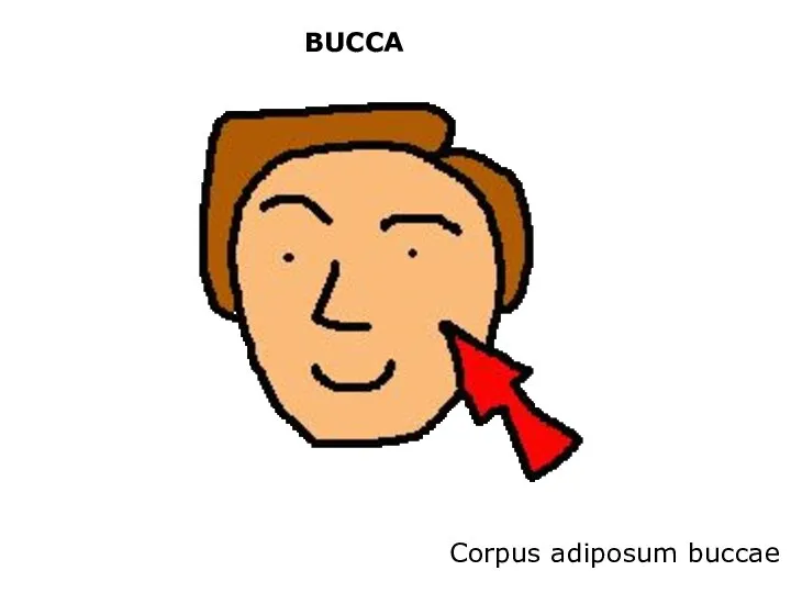 BUCCA Corpus adiposum buccae