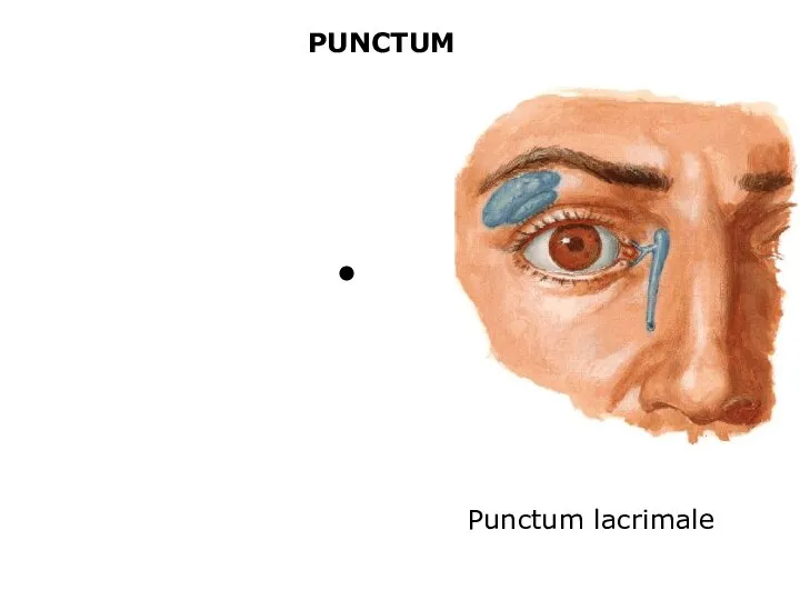 PUNCTUM Punctum lacrimale