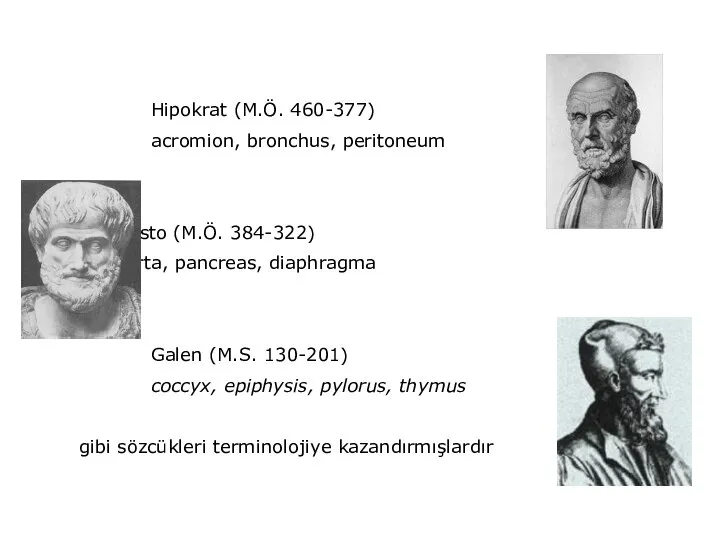 Hipokrat (M.Ö. 460-377) acromion, bronchus, peritoneum Aristo (M.Ö. 384-322) aorta, pancreas, diaphragma