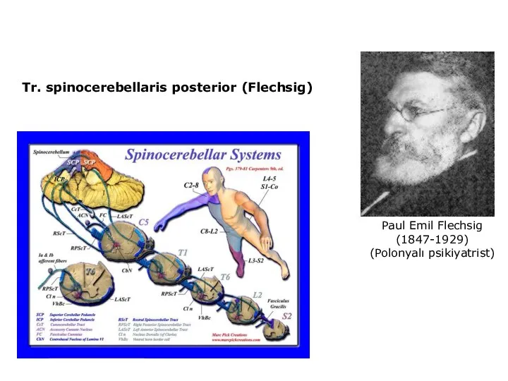 Tr. spinocerebellaris posterior (Flechsig) Paul Emil Flechsig (1847-1929) (Polonyalı psikiyatrist)