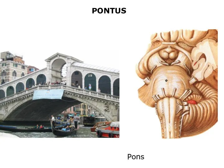 PONTUS Pons