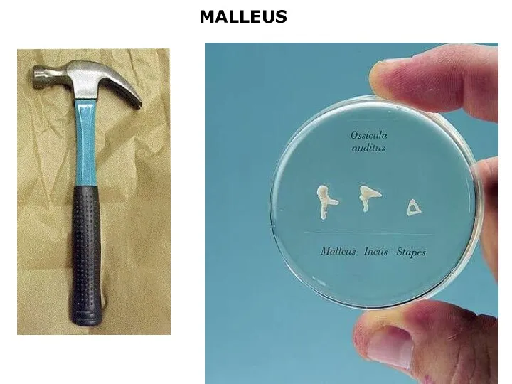 MALLEUS