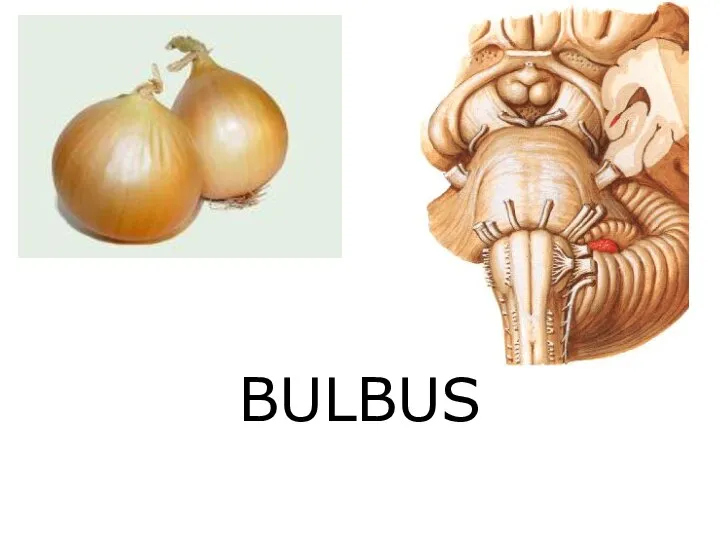 BULBUS
