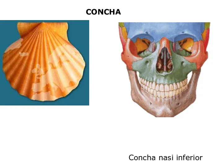 CONCHA Concha nasi inferior