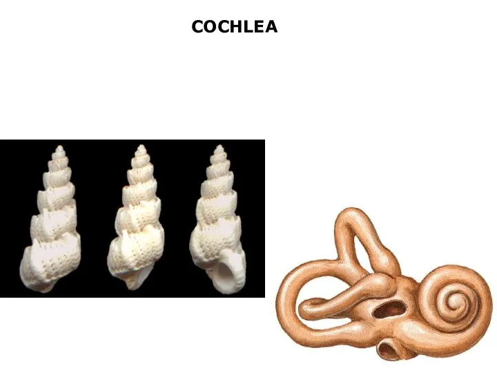 COCHLEA