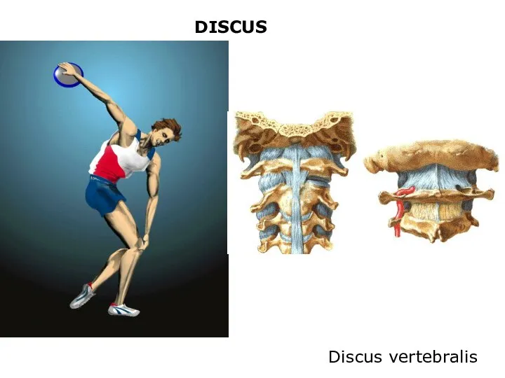 DISCUS Discus vertebralis