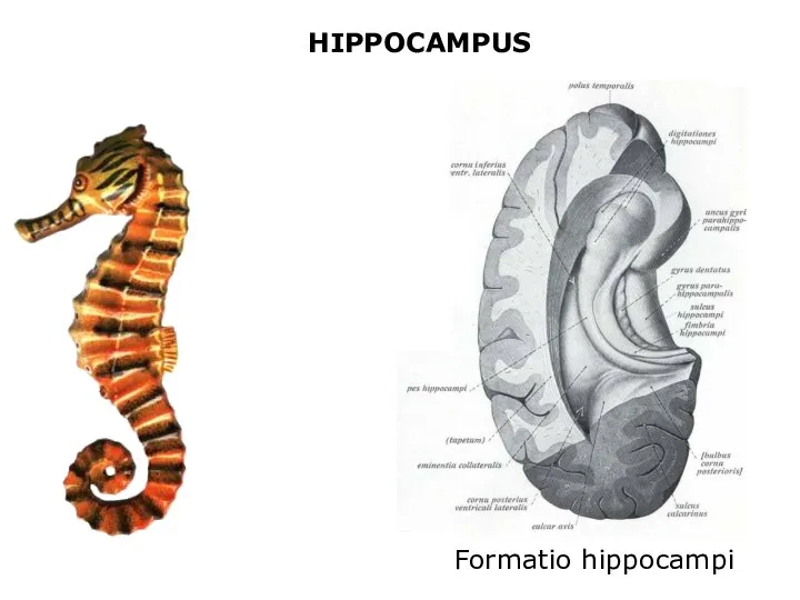 HIPPOCAMPUS Formatio hippocampi