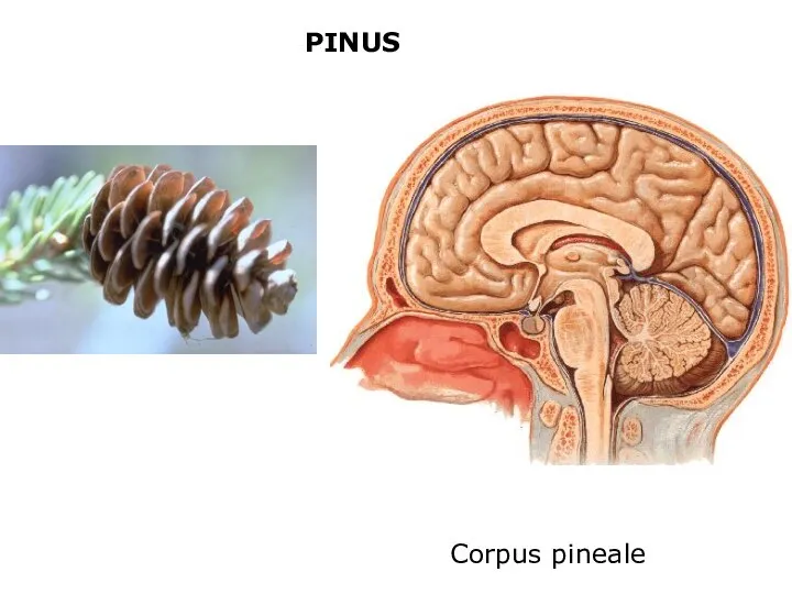 PINUS Corpus pineale