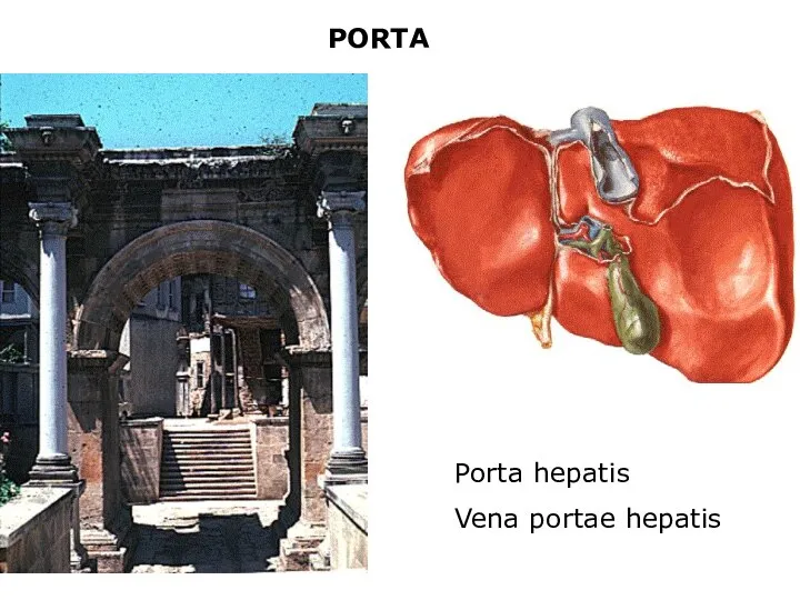 PORTA Porta hepatis Vena portae hepatis