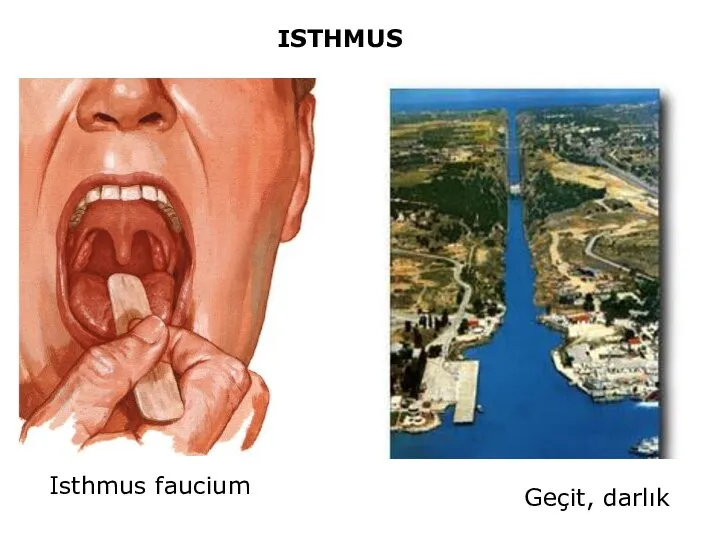 ISTHMUS Geçit, darlık Isthmus faucium
