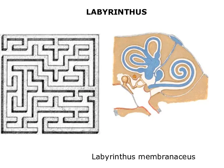 LABYRINTHUS Labyrinthus membranaceus