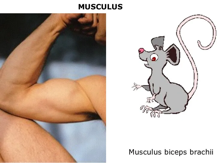 MUSCULUS Musculus biceps brachii