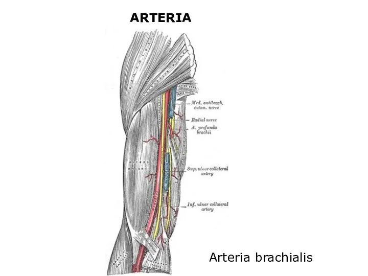 ARTERIA Arteria brachialis