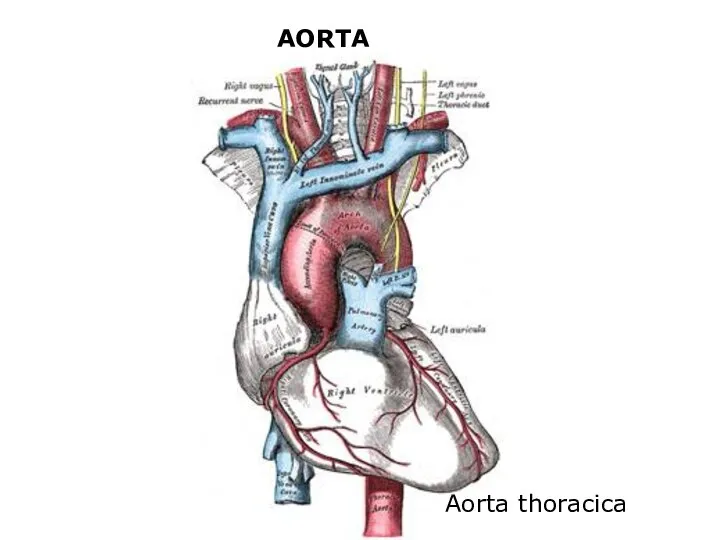 AORTA Aorta thoracica