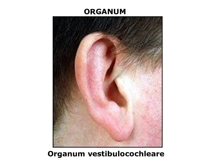 ORGANUM Organum vestibulocochleare