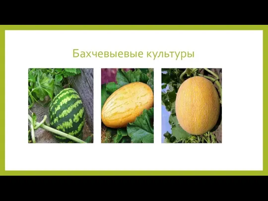 Бахчевыевые культуры