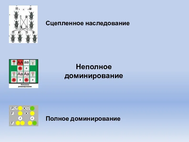 Неполное доминирование Сцепленное наследование Полное доминирование