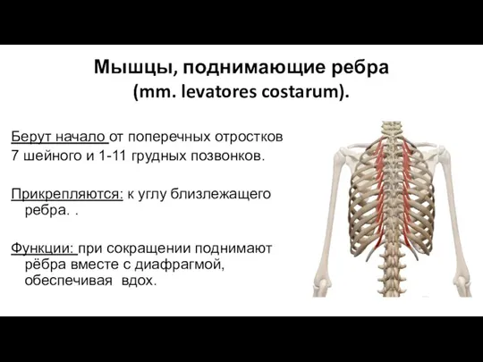 Мышцы, поднимающие ребра (mm. levatores costarum). Берут начало от поперечных отростков 7