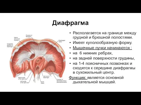 Диафрагма Располагается на границе между грудной и брюшной полостями. Имеет куполообразную форму.