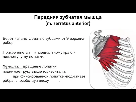 Передняя зубчатая мышца (m. serratus anterior) Берет начало девятью зубцами от 9