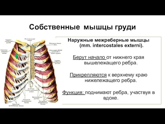 Собственные мышцы груди Наружные межреберные мышцы (mm. intercostales externi). Берут начало от