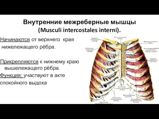 Внутренние межреберные мышцы (Musculi intercostales interni). Начинаются от верхнего края нижележащего рёбра.