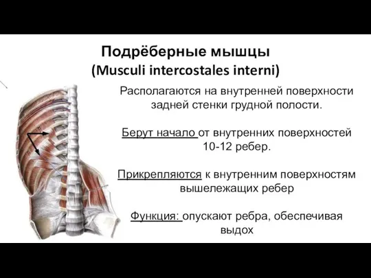 Подрёберные мышцы (Musculi intercostales interni) Располагаются на внутренней поверхности задней стенки грудной