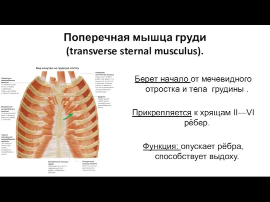 Поперечная мышца груди (transverse sternal musculus). Берет начало от мечевидного отростка и
