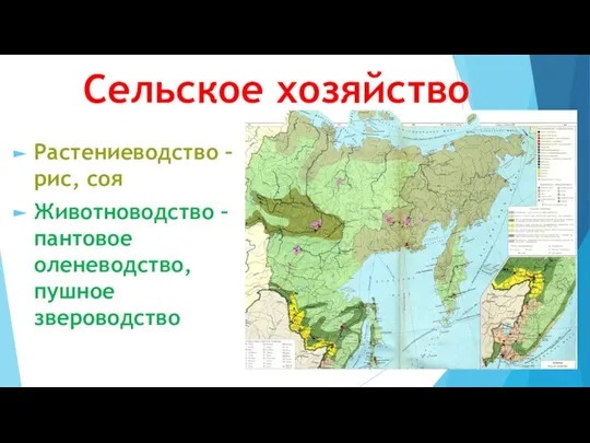 Сельское хозяйство Растениеводство – рис, соя Животноводство – пантовое оленеводство, пушное звероводство