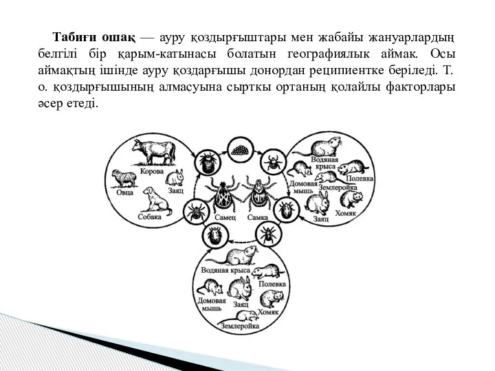 Табиғи ошақ — ауру қоздырғыштары мен жабайы жануарлардың белгілі бір қарым-катынасы болатын