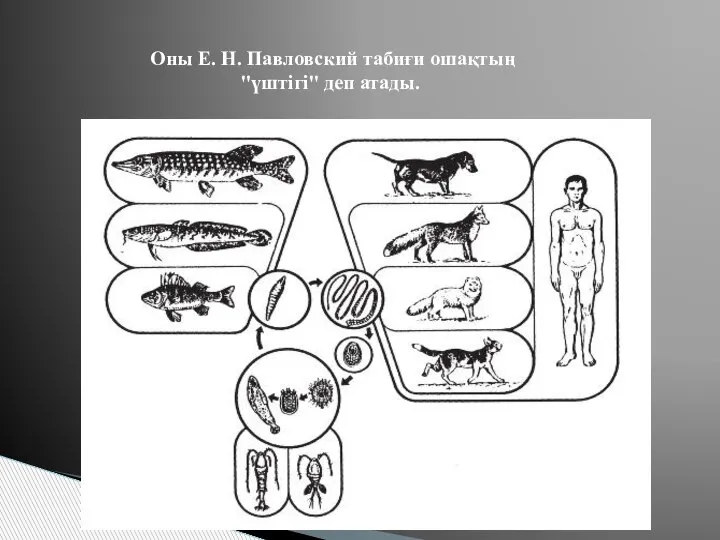 Оны Е. Н. Павловский табиғи ошақтың "үштігі" деп атады.