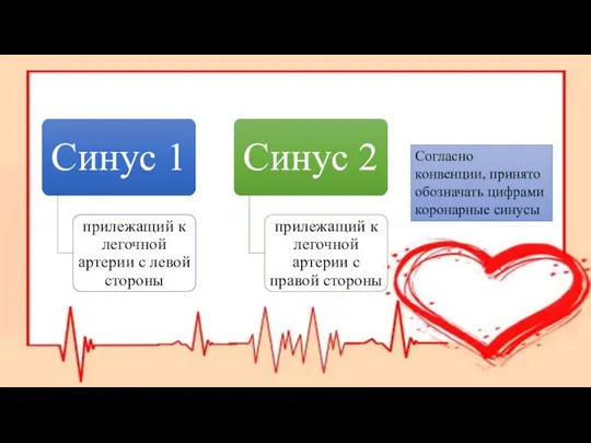 Согласно конвенции, принято обозначать цифрами коронарные синусы