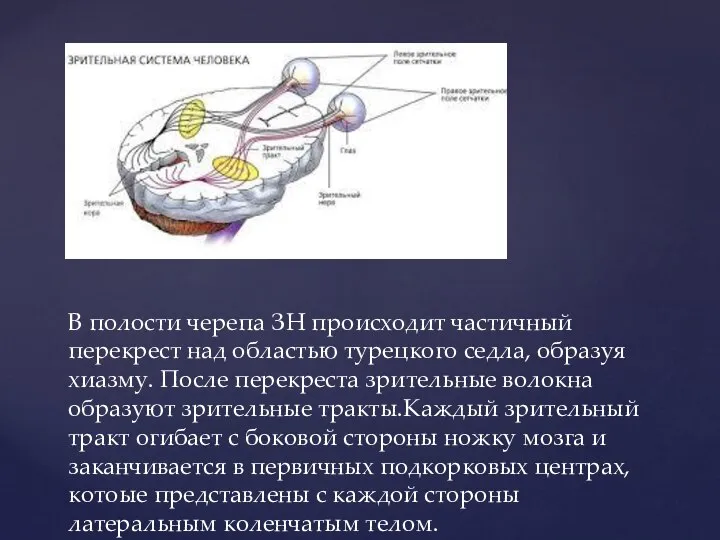 В полости черепа ЗН происходит частичный перекрест над областью турецкого седла, образуя