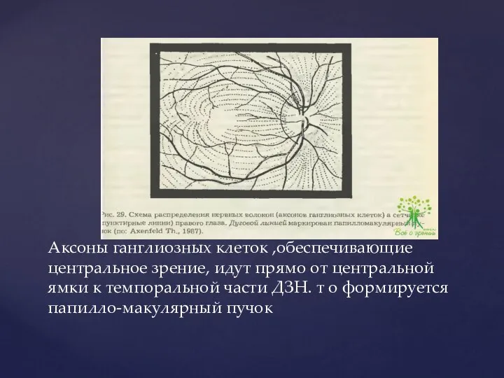 Аксоны ганглиозных клеток ,обеспечивающие центральное зрение, идут прямо от центральной ямки к